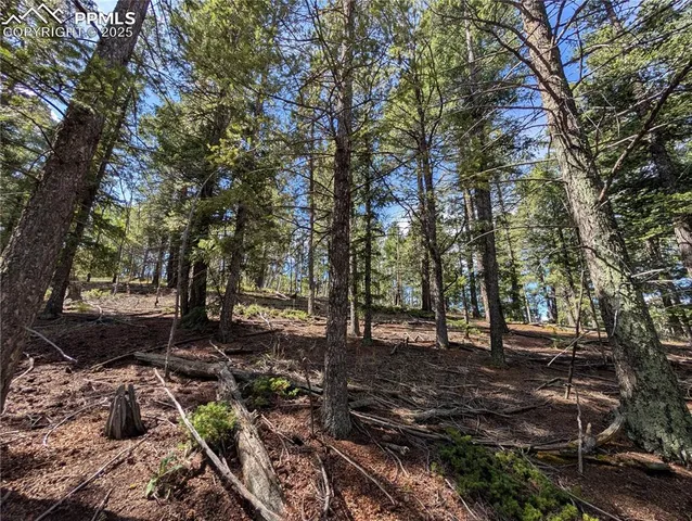 a view of a yard with plants and trees
