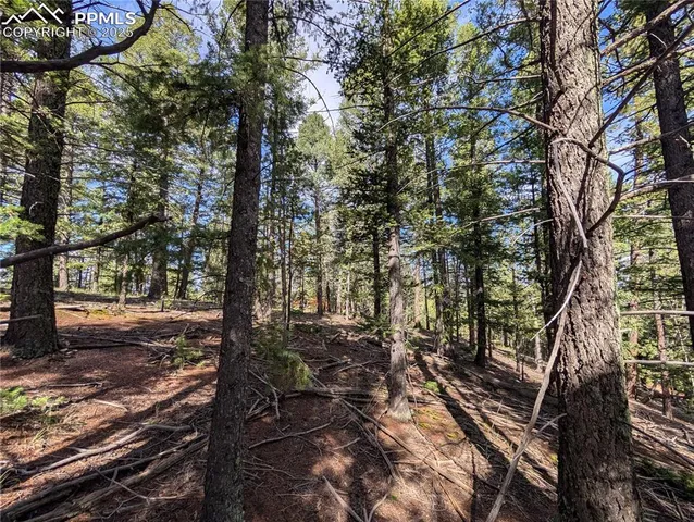 a view of a forest filled with trees