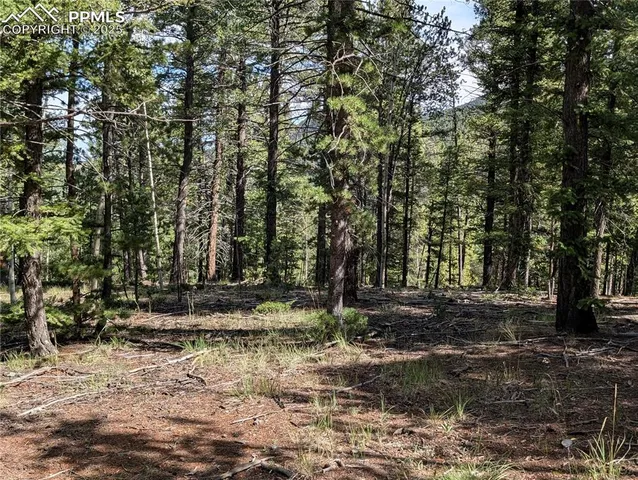 a view of a backyard with trees