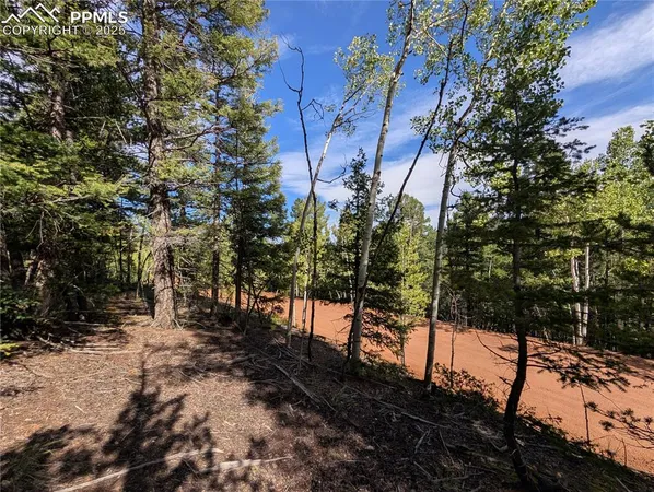 a view of a forest filled with trees