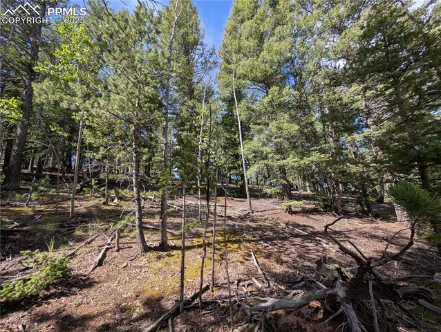 a view of a forest filled with trees