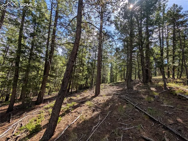 a view of a forest filled with trees
