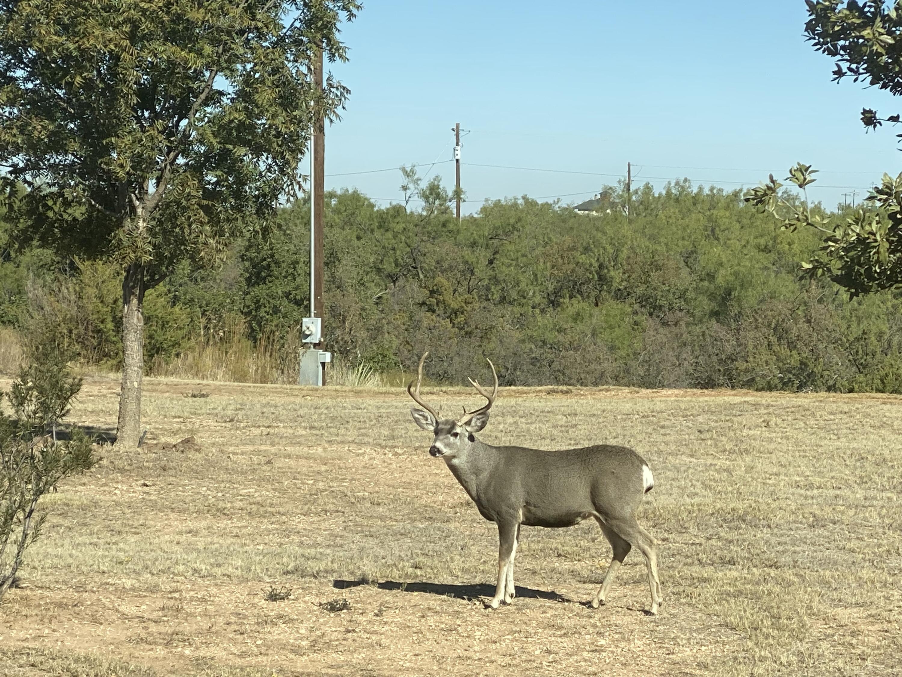 61-63 Fagan Road Snyder, TX 79549 - Photo 2 of 5 a view of a lake with a yard
