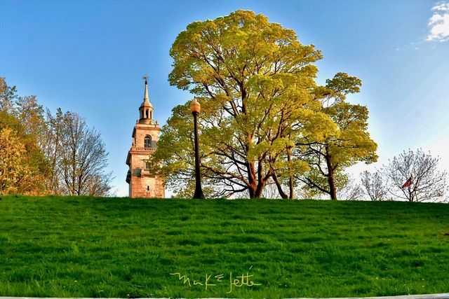 a view of a playground with large trees