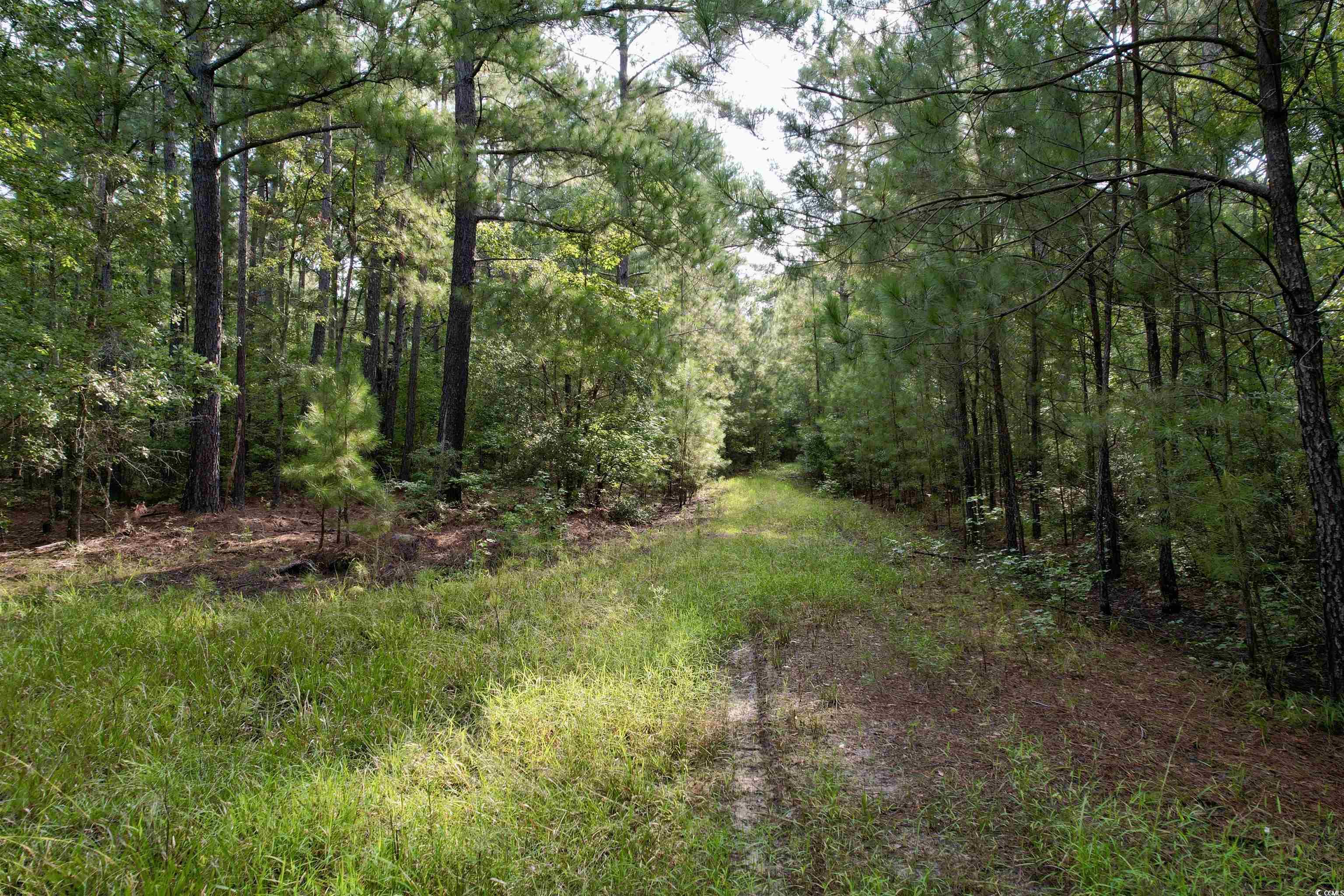 0 Mackey Road Greeleyville, SC 29056 - Photo 15 of 18 Gallery Image 15