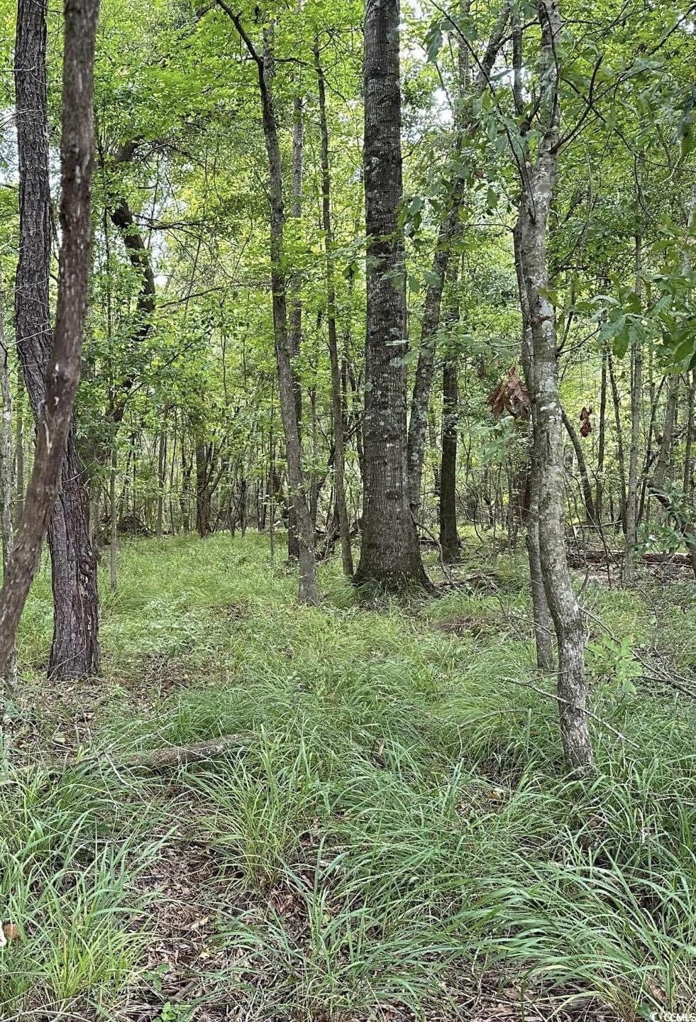 0 Mackey Road Greeleyville, SC 29056 - Photo 17 of 18 Gallery Image 17