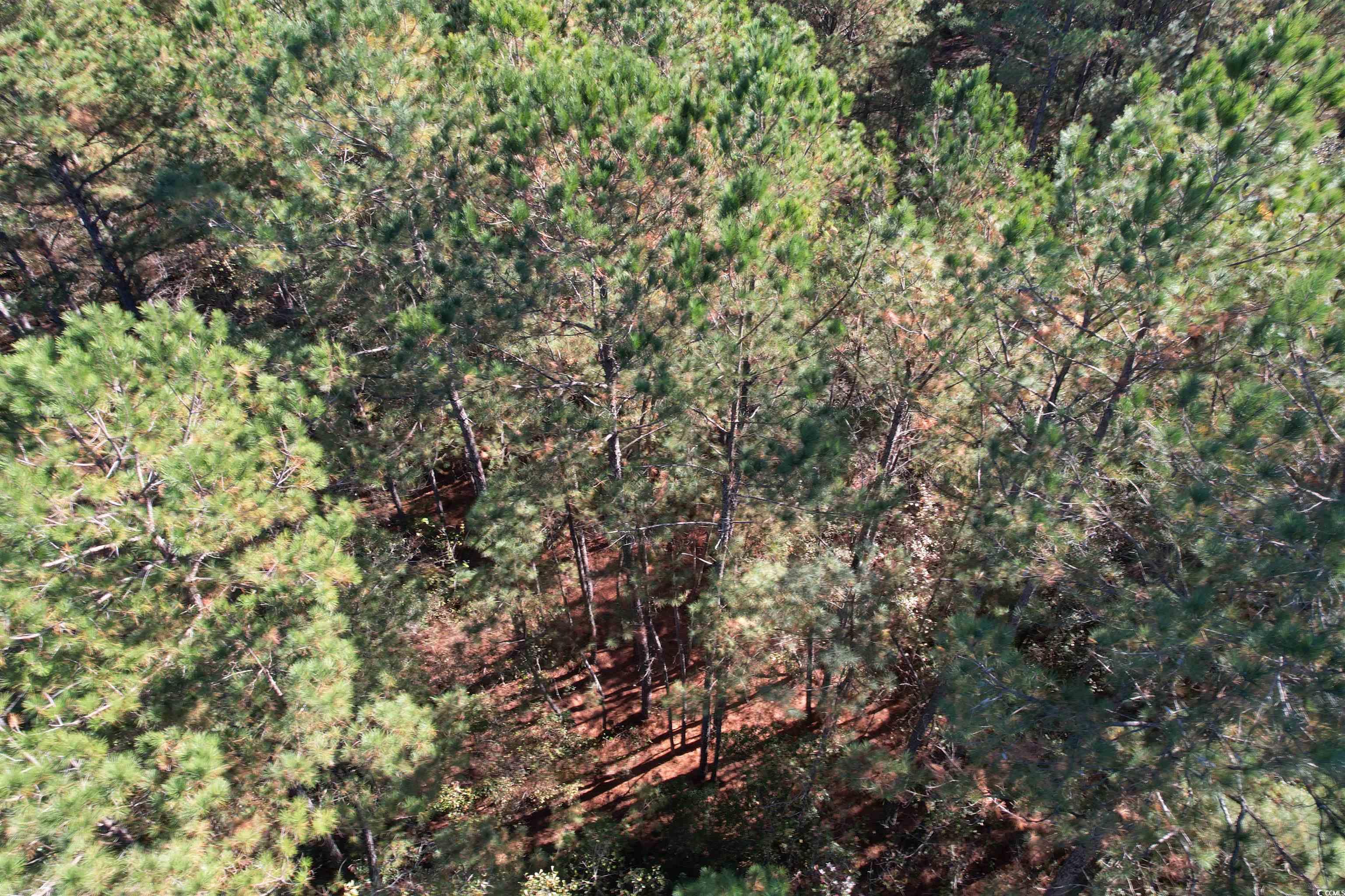 0 Mackey Road Greeleyville, SC 29056 - Photo 7 of 18 Gallery Image 7