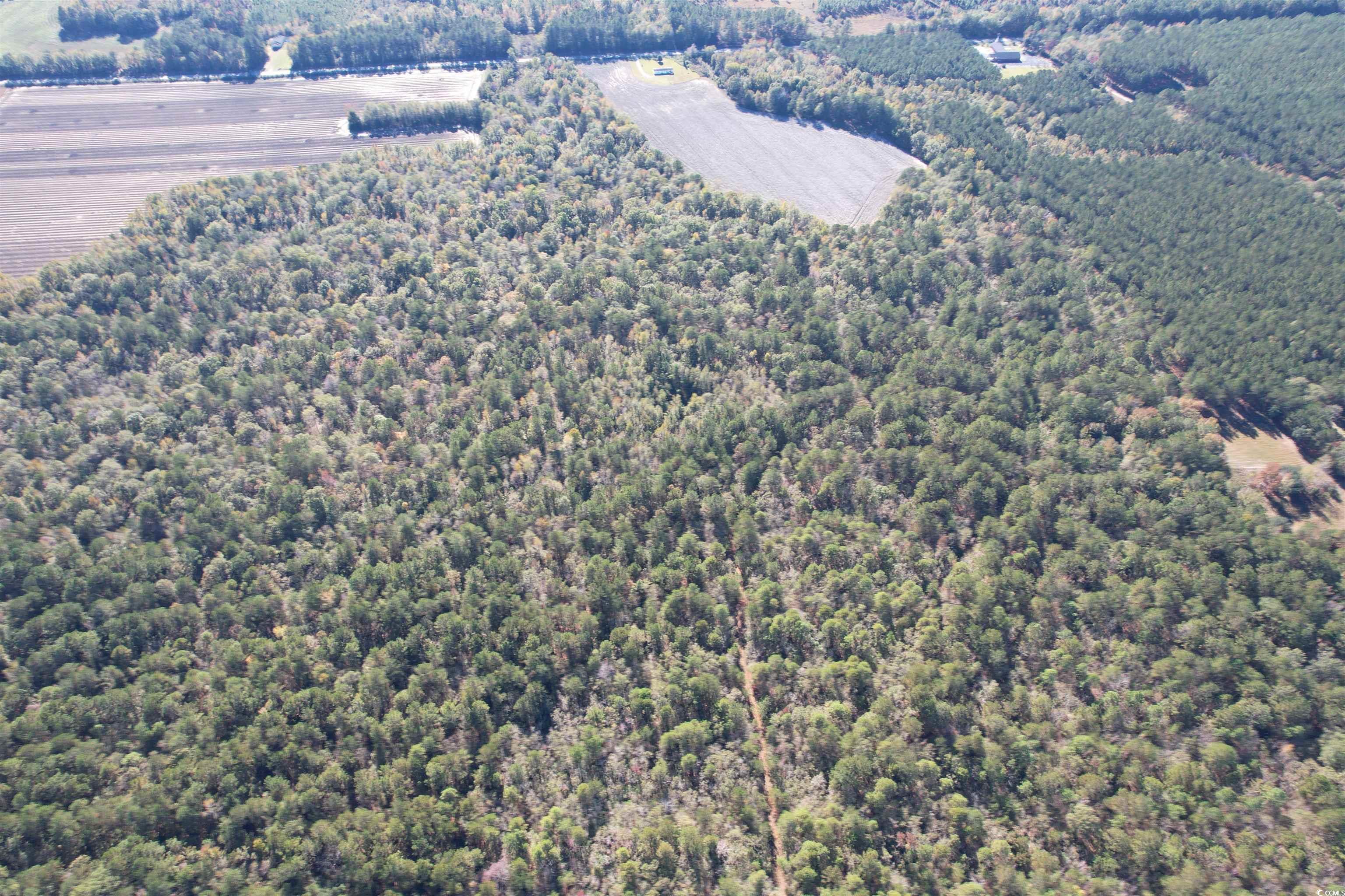 0 Mackey Road Greeleyville, SC 29056 - Photo 8 of 18 Gallery Image 8