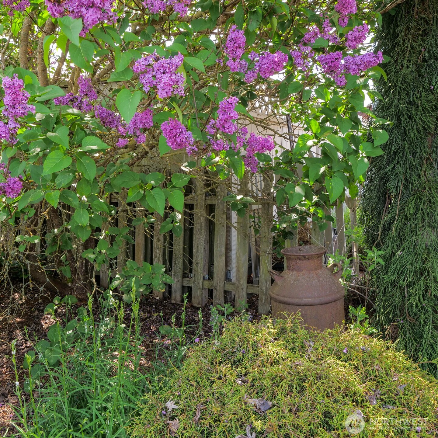 233 West Washington Street Sequim, WA 98382 - Photo 37 of 40 a picture of flowers
