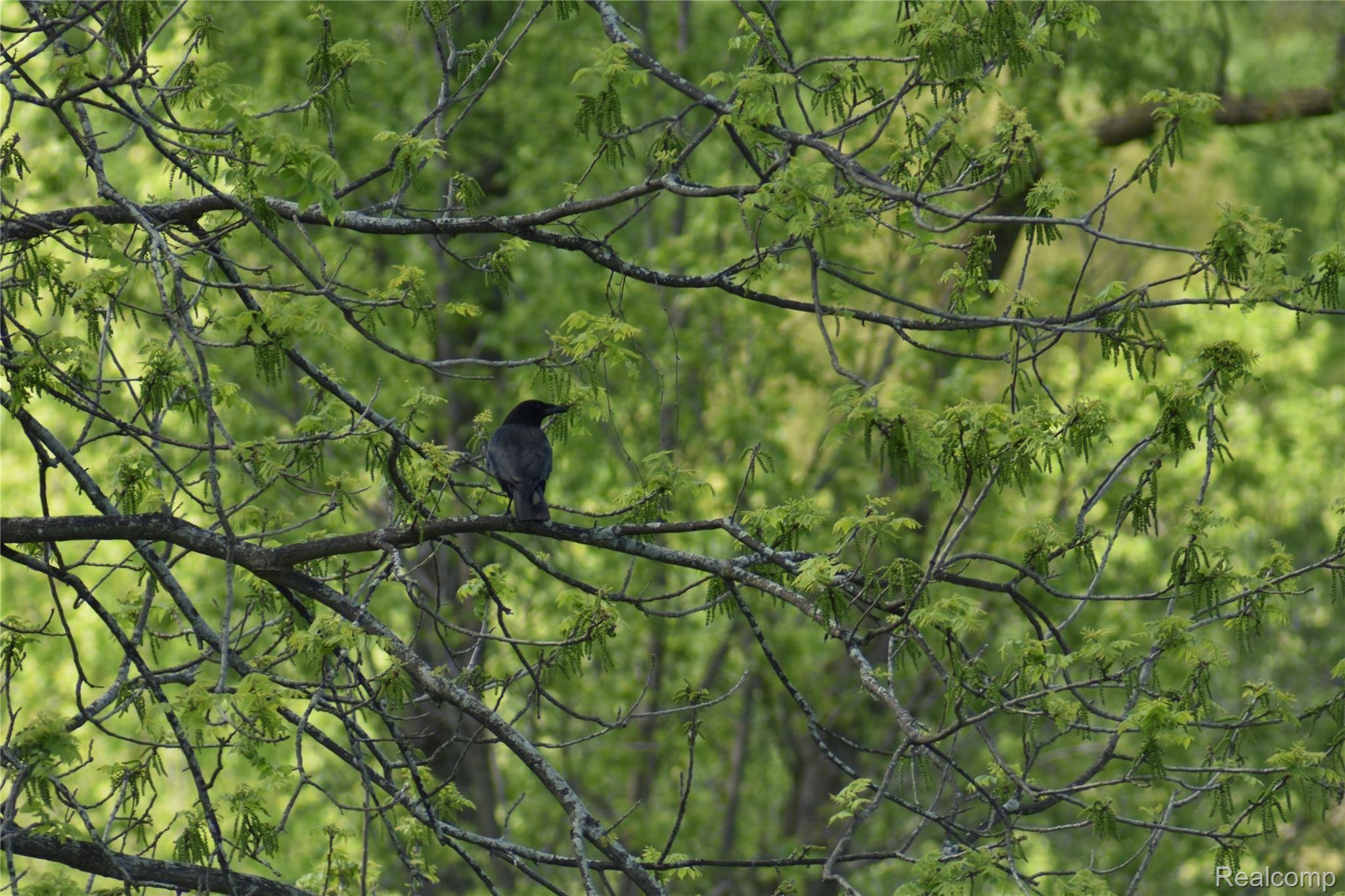 7551 Haley Road White Lake, MI 48383 - Photo 36 of 39 DSC_0005.JPG