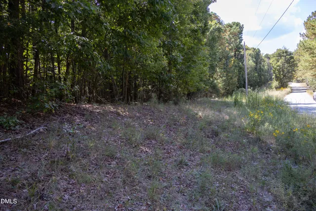 a view of a forest with trees in the background