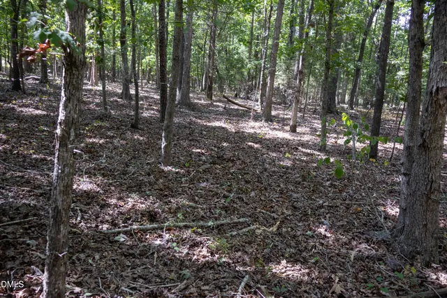 a view of a forest with trees
