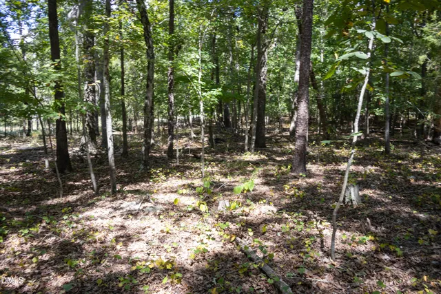 a view of tree next to a forest