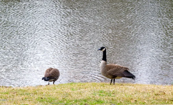 $1,750 | 2816 Piedmont River Way, Raleigh, NC 27606