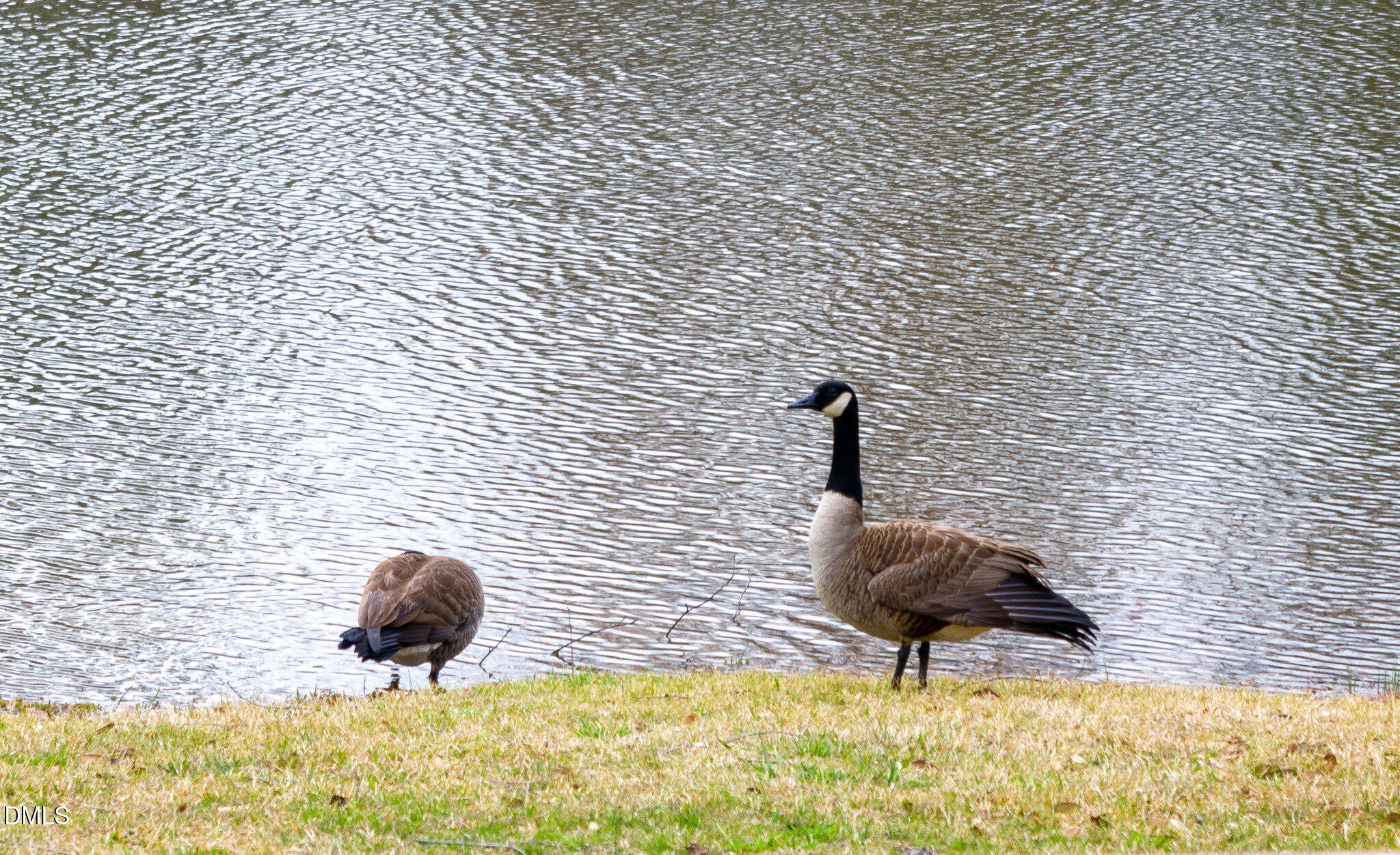 2816 Piedmont River Way Raleigh, NC 27606 - Photo 39 of 62 39-web-or-mls-DJI_20260312094318_0286_D