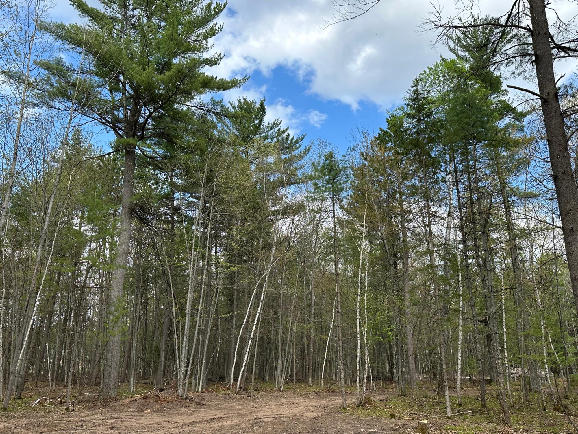 Lot 3 Pine Breeze Way Rhinelander, WI 54501 - Photo 9 of 14 Gallery Image 9