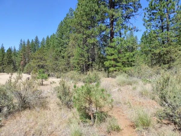 a view of a forest with a tree in the background