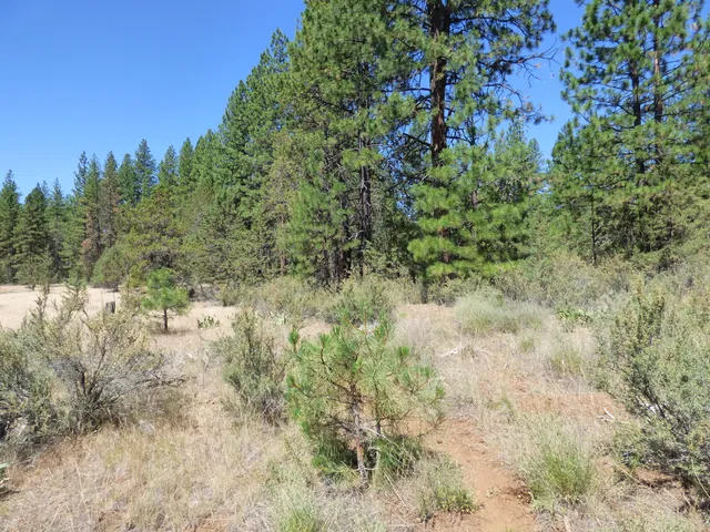 a view of a forest with a tree in the background