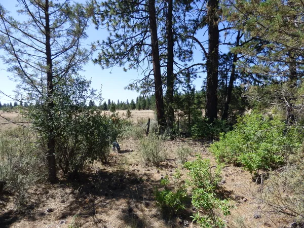a view of a yard with a tree