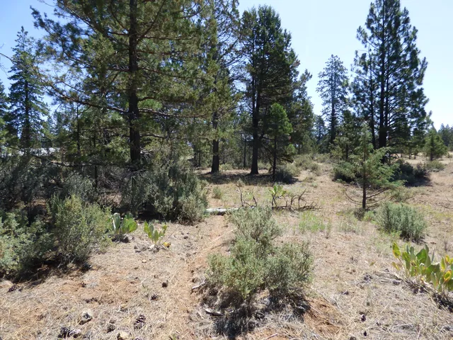a view of a yard covered in snow