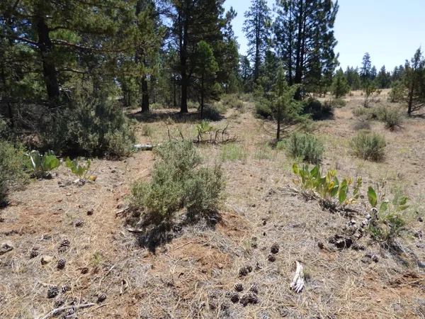 a view of a yard with trees