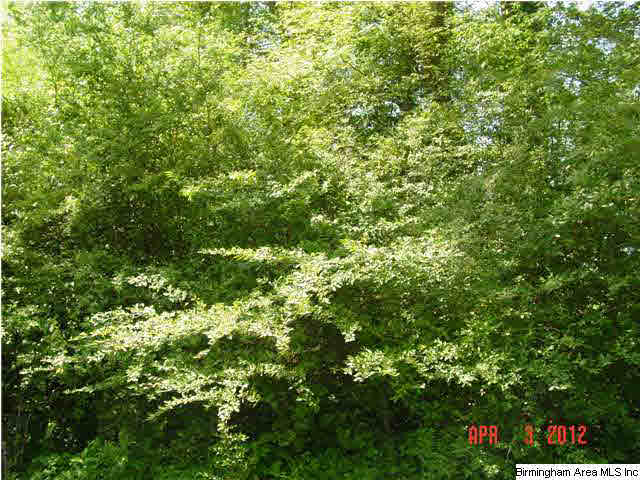 Mcintosh Road, Unit 4 Oxford, AL 36203 - Photo 19 of 24 Gallery Image 19