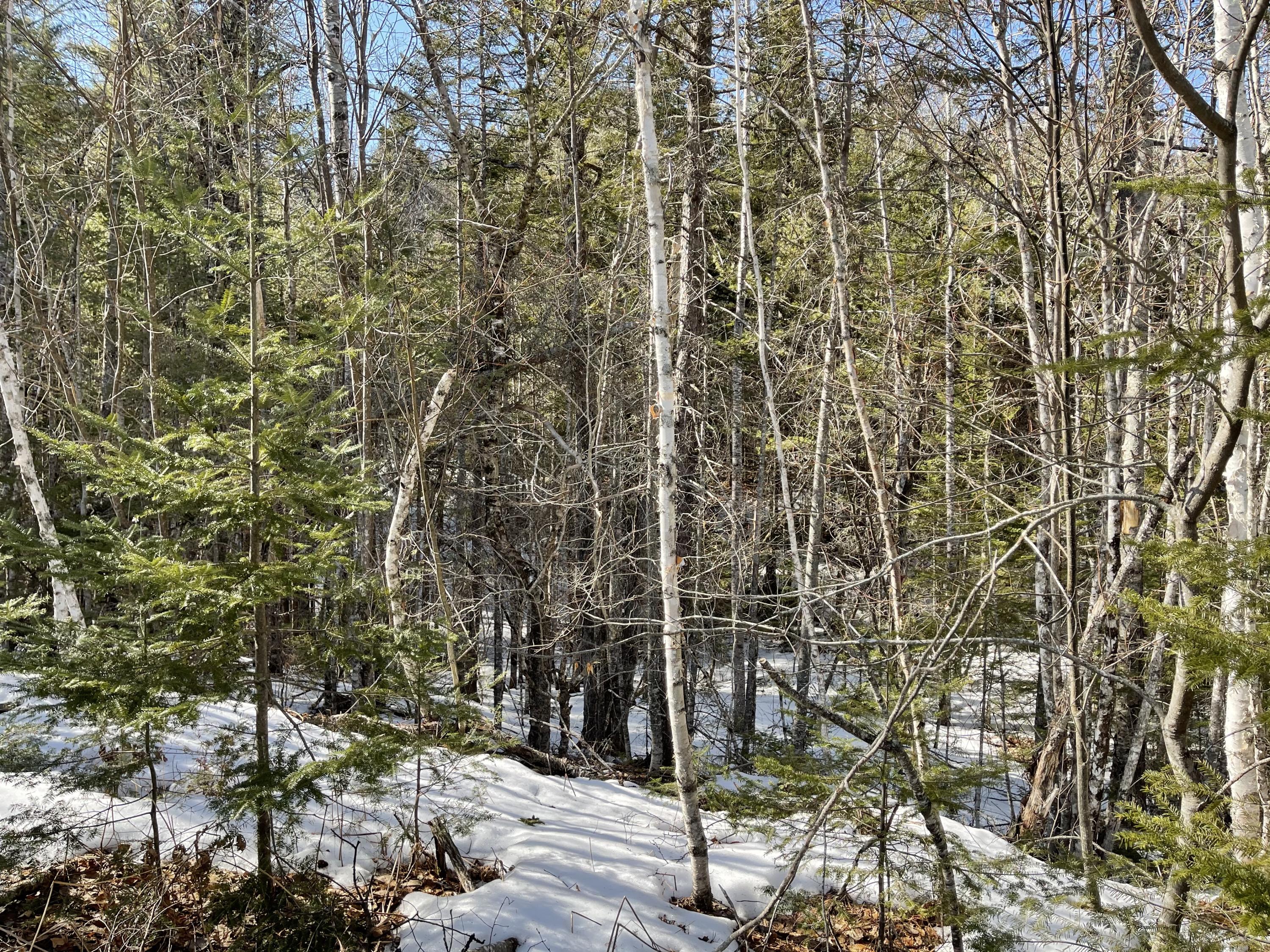 63-64 Kettle Ridge Northfield, ME 04654 - Photo 3 of 19 IMG-0819