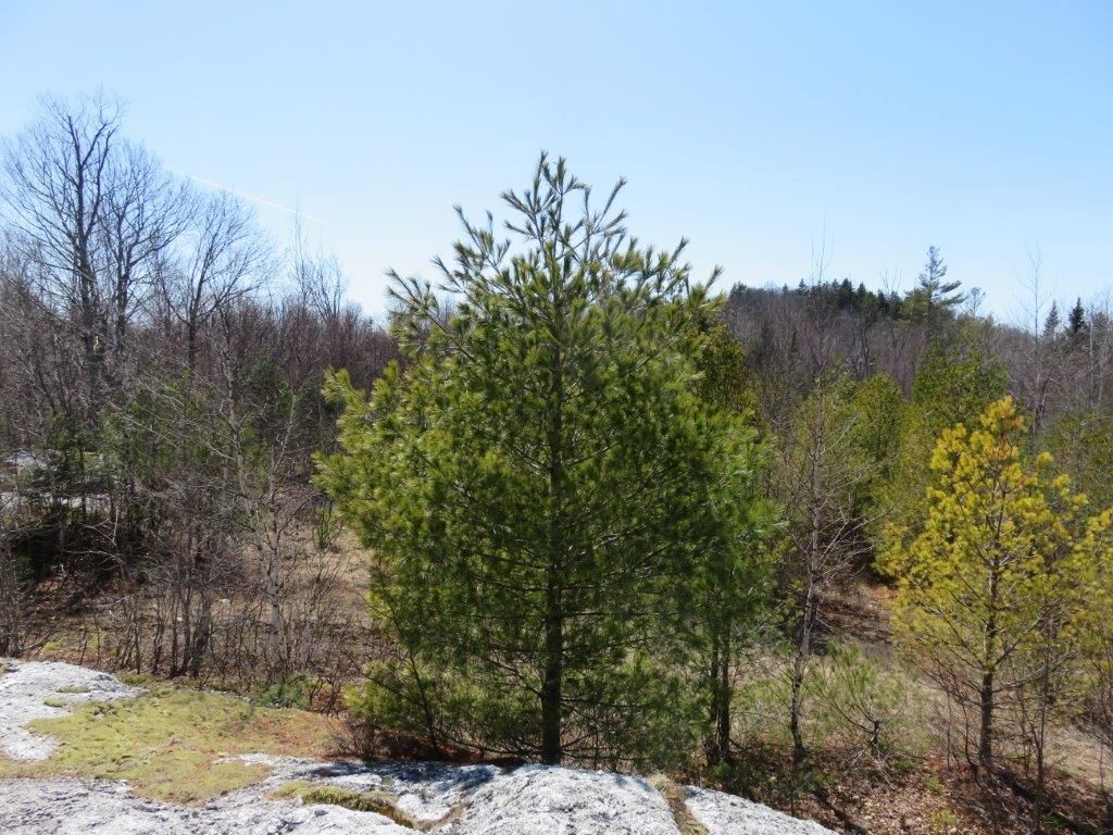 0 Height Of Land Road Grafton, NH 03240 - Photo 12 of 21 Gallery Image 12