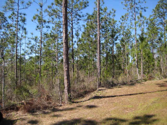 33733 Rutland Lane Daphne, AL 36527 - Photo 15 of 26 Beautiful property