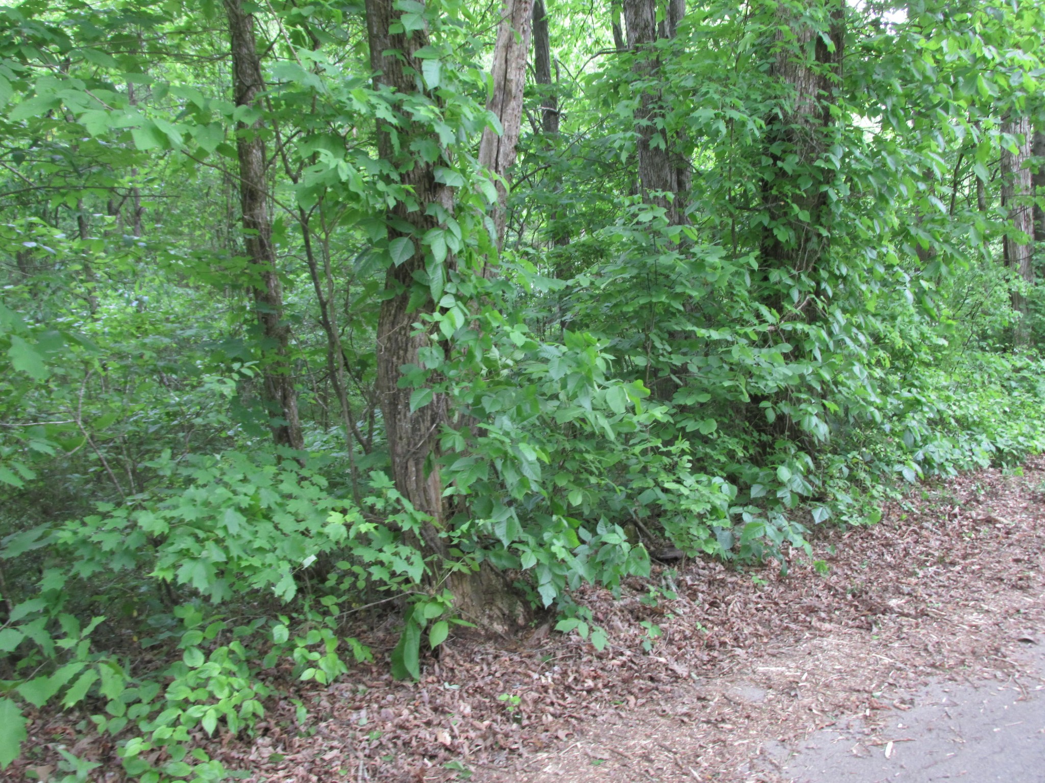 0 Fork Road Greenback, TN 37742 - Photo 4 of 12 Gallery Image 4