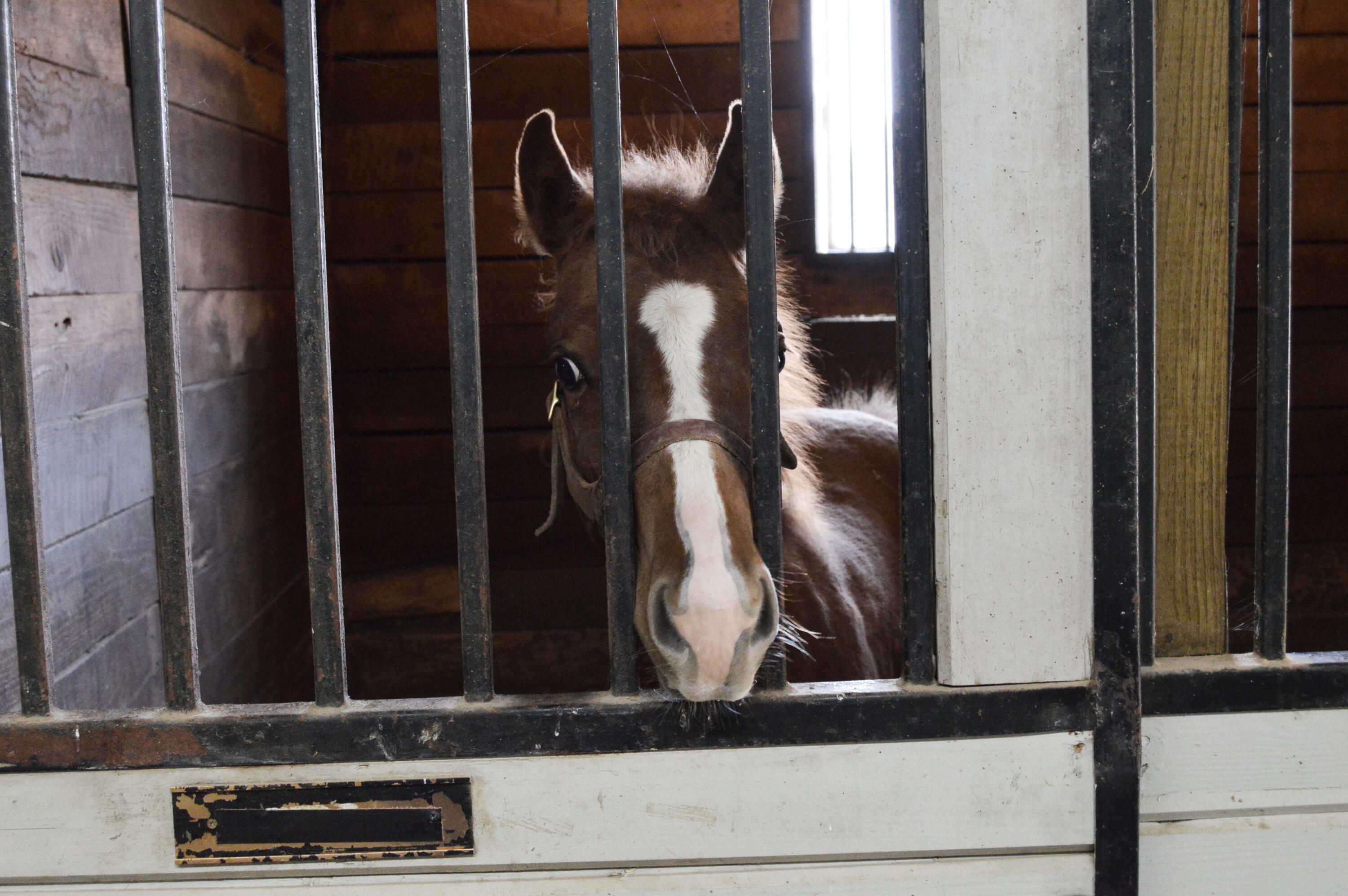 10156 Marysville Road Ostrander, OH 43061 - Photo 54 of 140 Horses 13