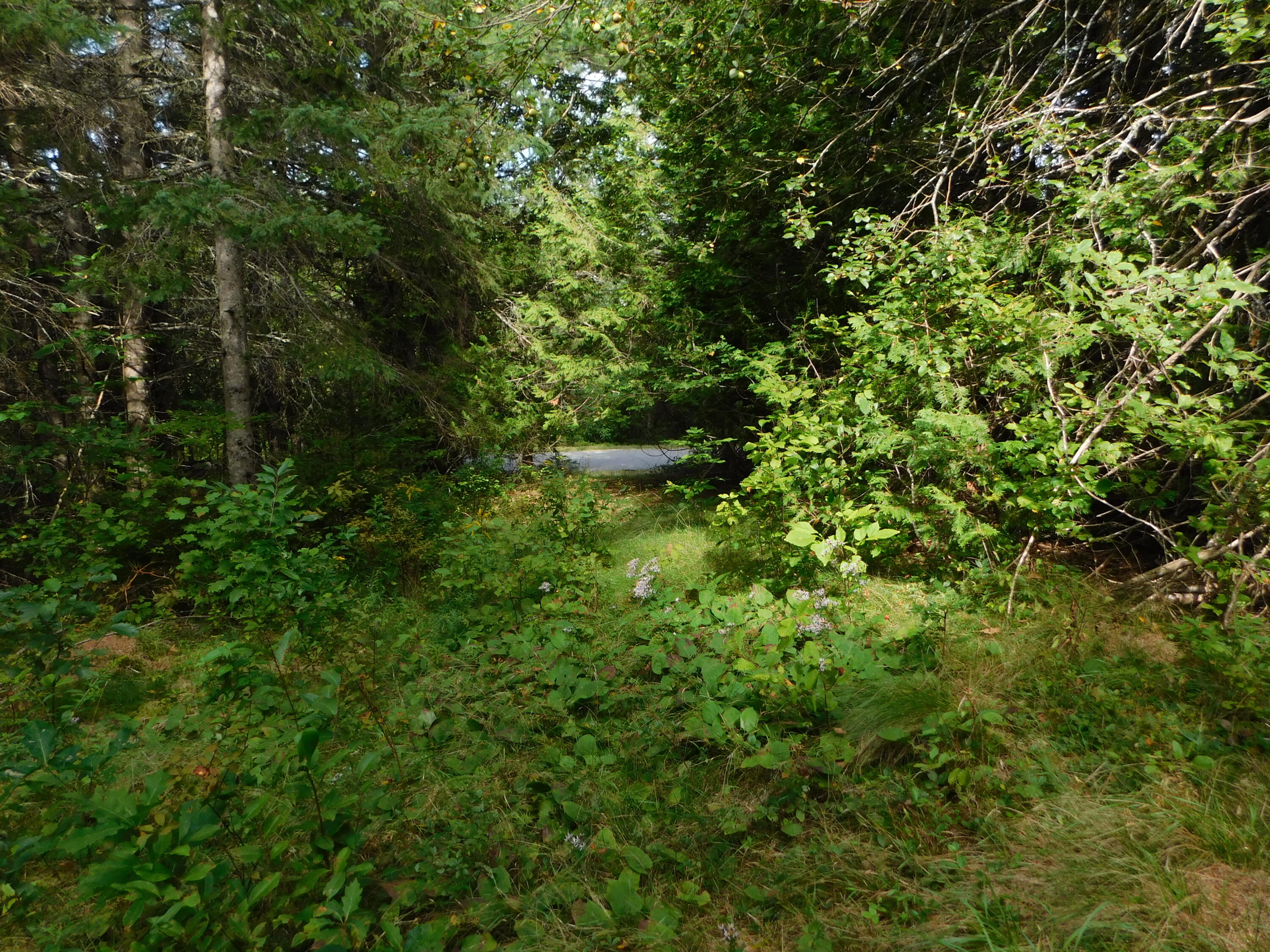 Xx Xx Harrison Road Dennysville, ME 04628 - Photo 7 of 23 DSCN0233