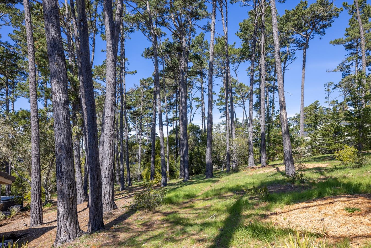 3893 Ronda Road Pebble Beach, CA 93953 - Photo 41 of 48 a view of a yard with plants and trees beside of it
