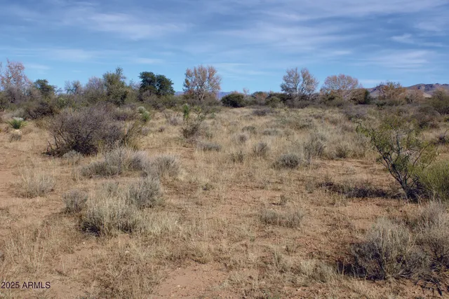a view of a dry yard with trees