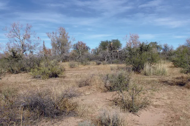 a view of a dry yard with trees
