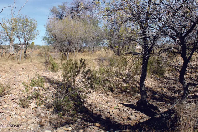 a view of a tree in a yard
