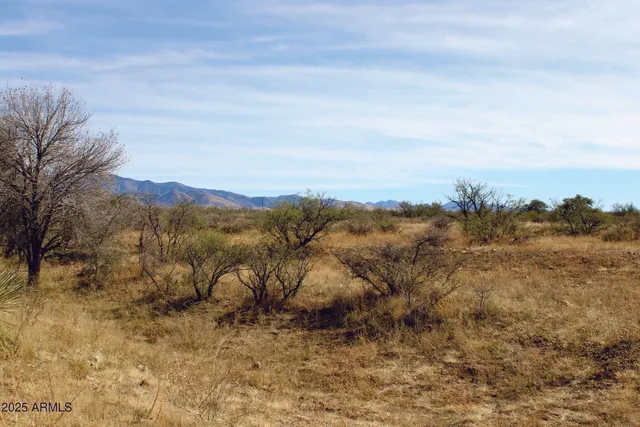 a view of a dry yard with green space