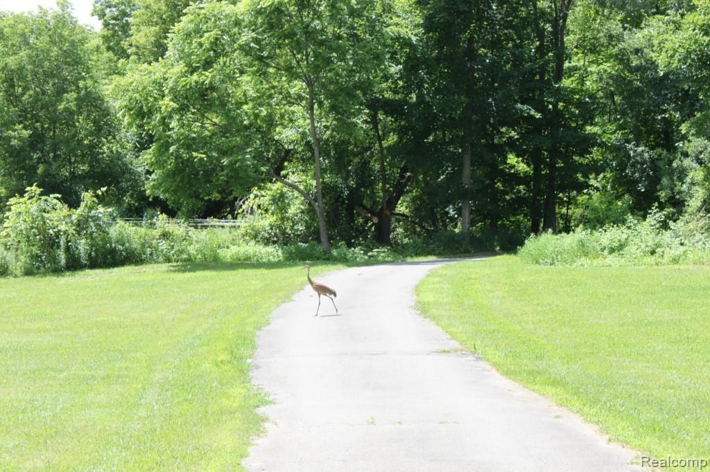 19115 Tipsico Lake Road Fenton, MI 48430 - Photo 5 of 26 But Sand Cranes are in sight