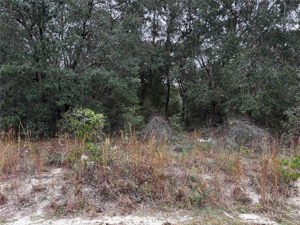 Southeast 115th Place Road Ocklawaha, FL 32179 - Photo 2 of 2 a view of a forest with trees in the background