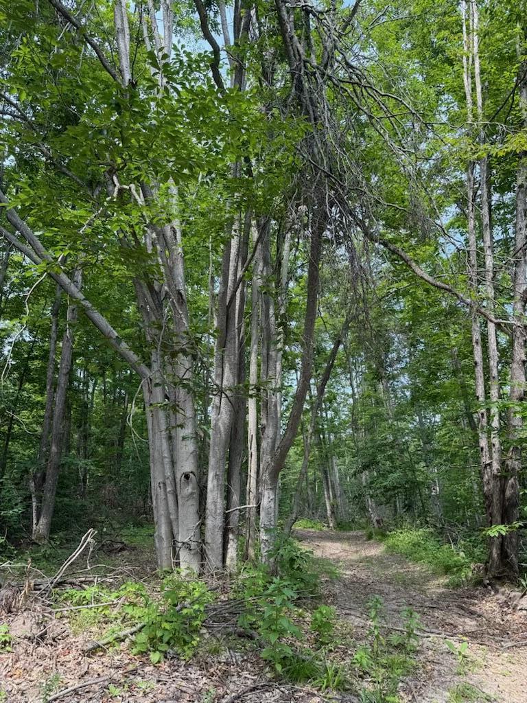 0 Padgett Road Boyne Falls, MI 49713 - Photo 13 of 21 IMG_1105