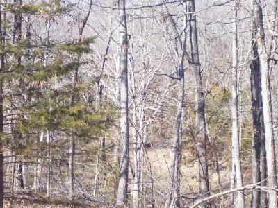 0 East 340th Road Flemington, MO 65650 - Photo 1 of 1 Primary Photo