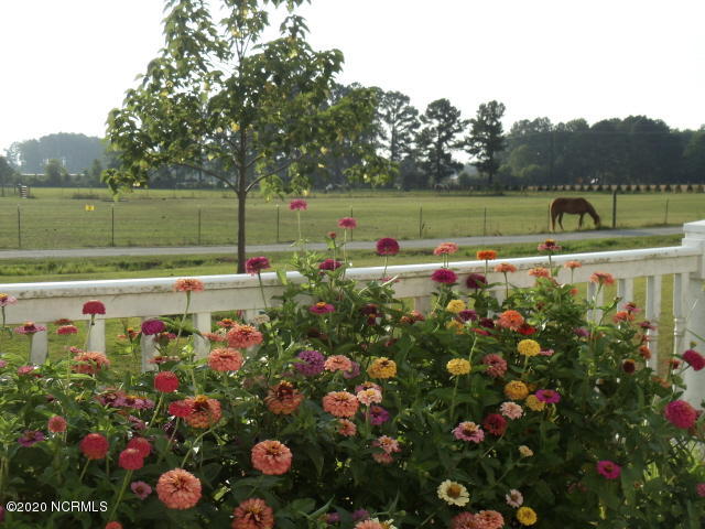 910 Mill Road Washington, NC 27889 - Photo 90 of 101 grazing
