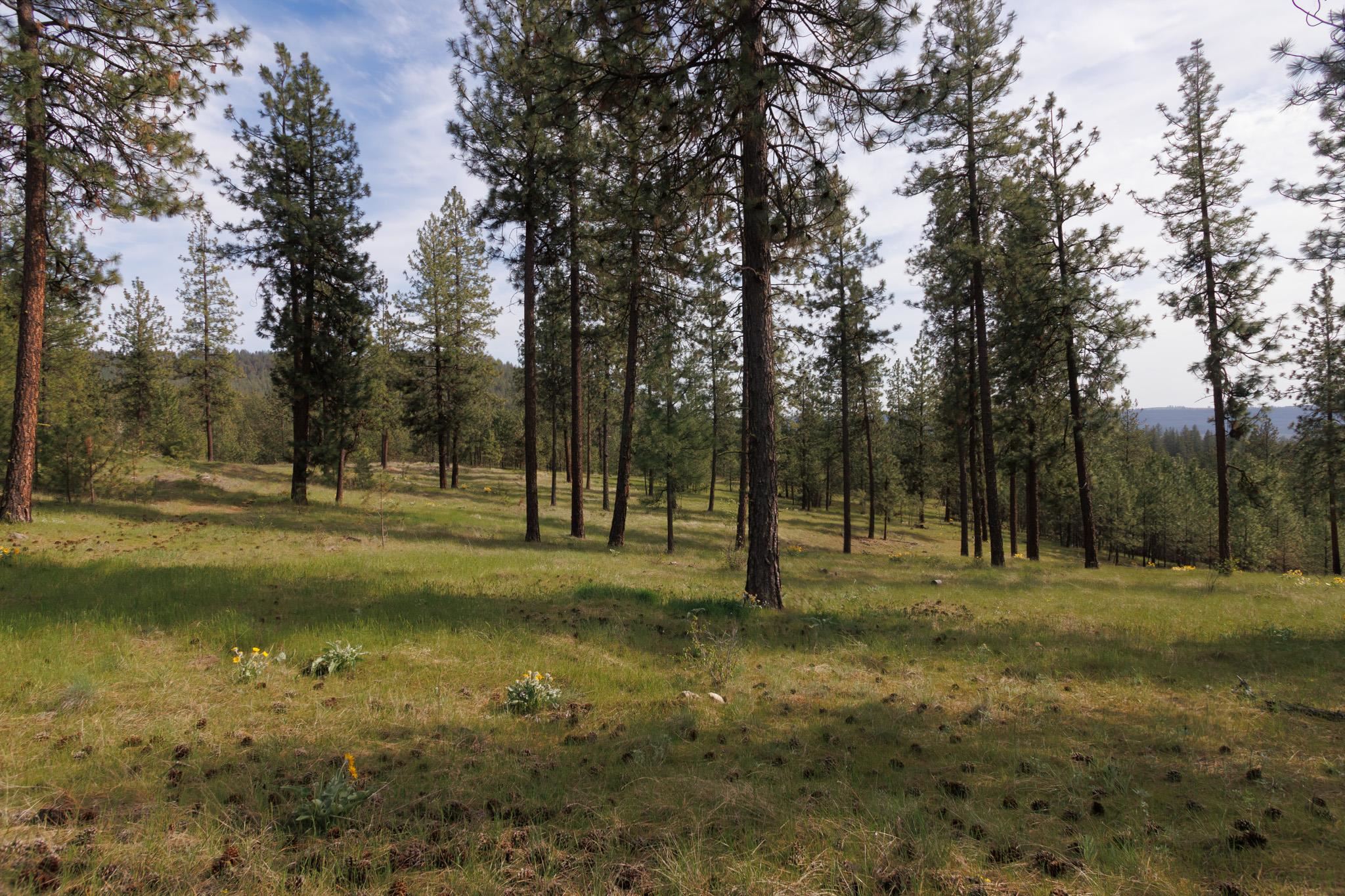 Tbd North Corkscrew Canyon Road, Unit PARCEL A Tumtum, WA 99034 - Photo 3 of 14
