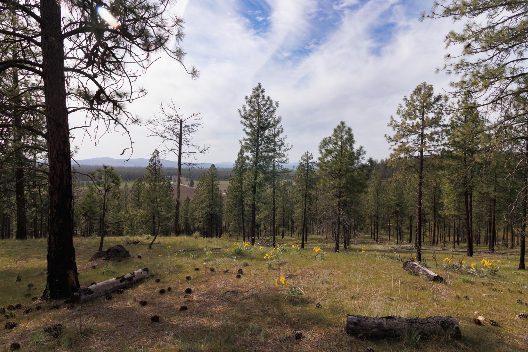 Tbd North Corkscrew Canyon Road, Unit PARCEL A Tumtum, WA 99034 - Photo 4 of 14