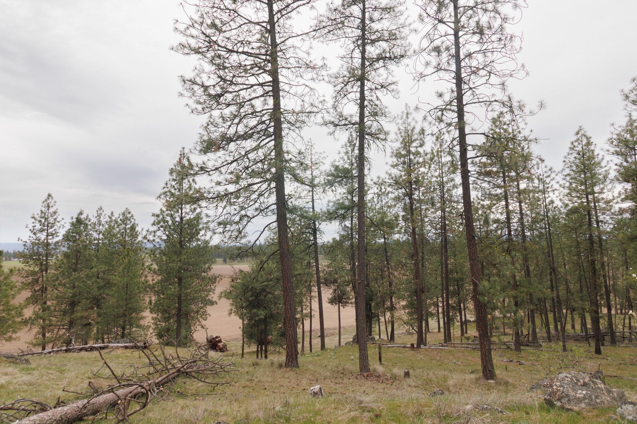 Tbd North Corkscrew Canyon Road, Unit PARCEL A Tumtum, WA 99034 - Photo 5 of 14
