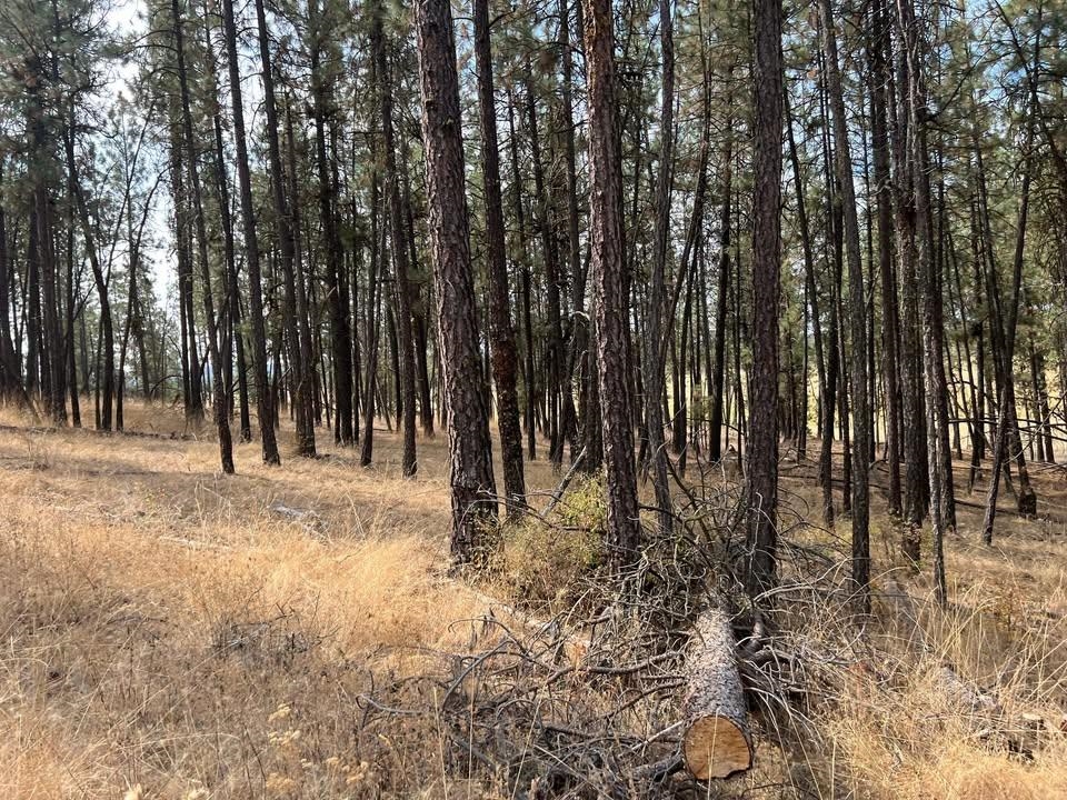 Tbd North Corkscrew Canyon Road, Unit PARCEL A Tumtum, WA 99034 - Photo 7 of 14