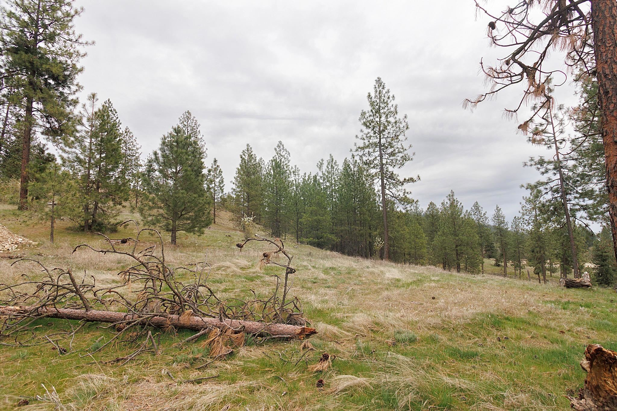 Tbd North Corkscrew Canyon Road, Unit PARCEL A Tumtum, WA 99034 - Photo 10 of 14
