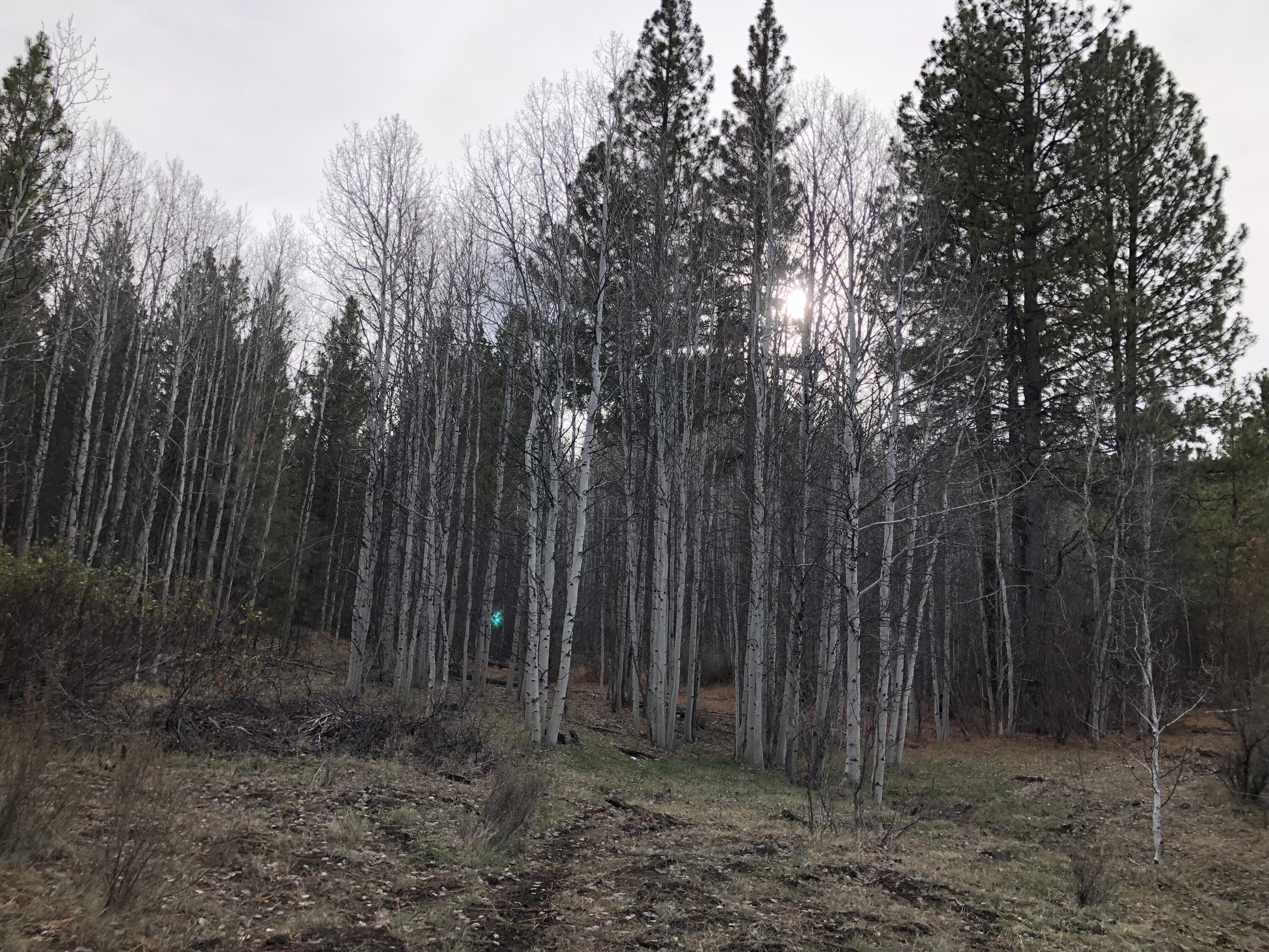 Bliss Road, Unit 2600 Sprague River, OR 97639 - Photo 19 of 30 Aspen tree grove in the winter