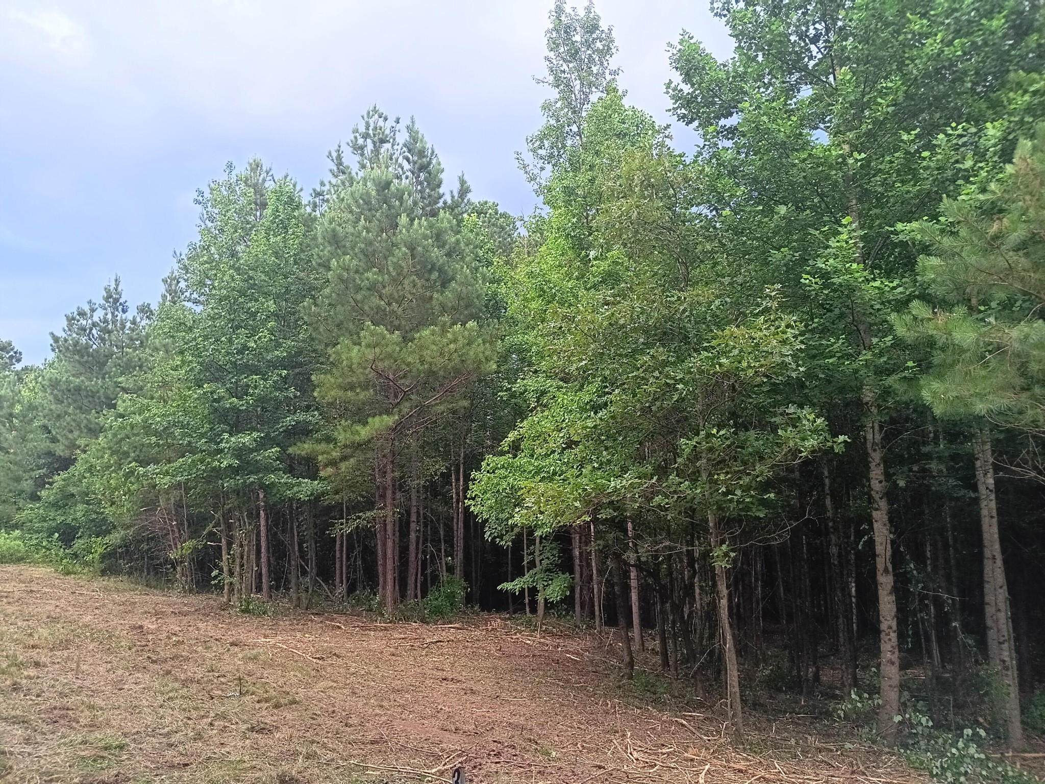 34 Washboard Road Southeast Old Fort, TN 37362 - Photo 3 of 8 Gallery Image 3
