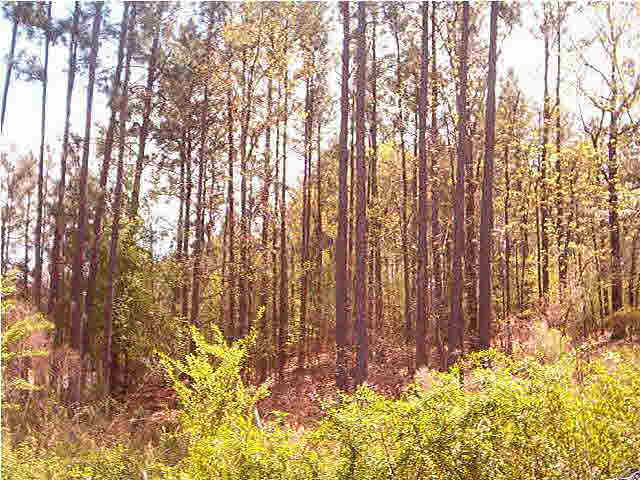 Griffin Road, Unit 1 Chelsea, AL 35043 - Photo 5 of 5